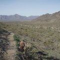 along the Alta Bajada loop trail