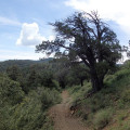 Hiking along the Watershed trail