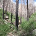 Dead trees on the trail to Sterling pass