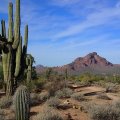 Saguaro on the Wild Horse (Lead) trail