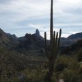 Saguaro in the Superstitions