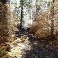 Fall colors along the Taylor cabin trail