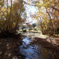 Sycamore Creek