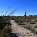 Littleleaf trail loop (San Tan regional park)