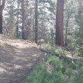 Mule deer on the Uncle Jim trail