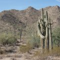 Cuddling Saguaros