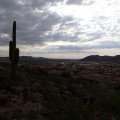 Saguaro overlooks the westwing mountain trail