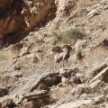 Bighorn sheep in Mohawk canyon