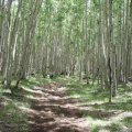 Escudilla mountain aspen