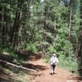 hiker on the East Webber Creek trail