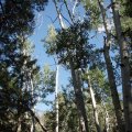 Dry lakes trail trees