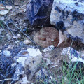 Cold and sleepy Grand Canyon pink rattlesnake