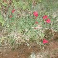 flowers in fern glen canyon