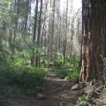 Hiking through the forest to the Canyon point sink hole