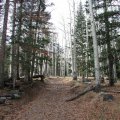 Aspen in Lockett&#039;s meadow