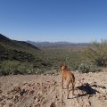 Dog enjoying the Lost Dog Wash trail