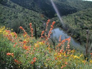 Wildflowers along the Pipeline canyon trail