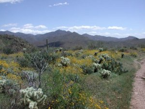 Elephant mountain loop trail (Spur Cross)