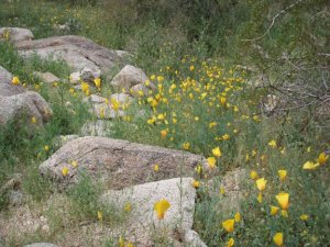 Desert wildflowers on the Kiwanis -Ranger loop