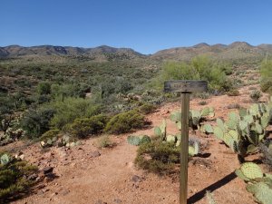 Tule trail