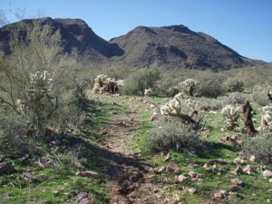 Trail to Garfias wash