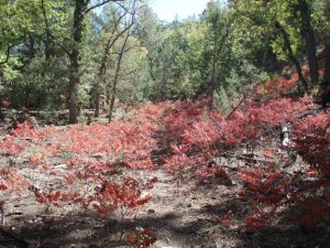 Fall color on the Pine mountain trail