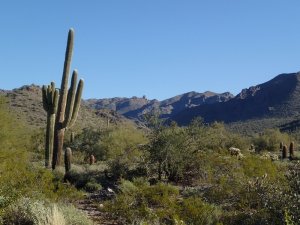 Gateway loop trail - McDowell Mountain preserve