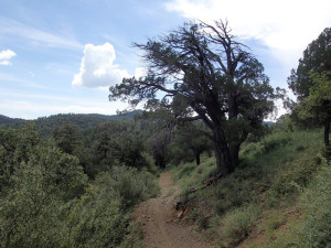 Hiking along the Watershed trail