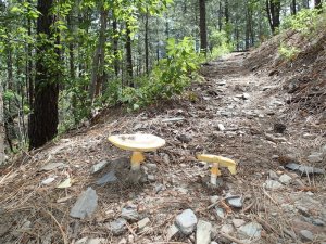 Mushrooms along the Smith Ravine trail