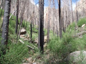 Dead trees on the trail to Sterling pass