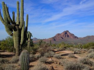 Saguaro on the Wild Horse (Lead) trail