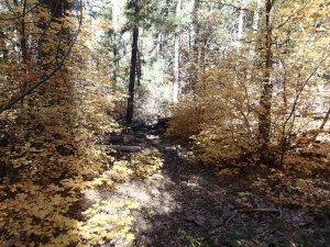 Fall colors along the Taylor cabin trail