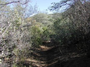 Rogers Trough trail