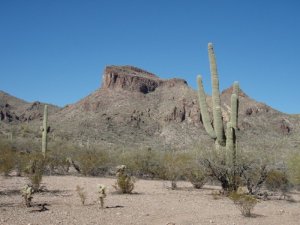 Along the Walkin&#039; Jim trail