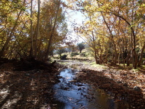 Sycamore Creek