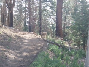 Mule deer on the Uncle Jim trail