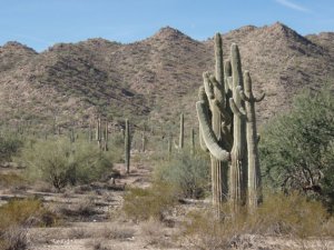 Cuddling Saguaros