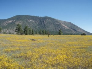 Views of Mount elden