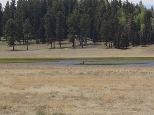 Elk along the Railroad grade trail