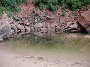 Emerald pools at Zion National park