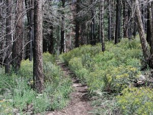 Kendrick mountain (via the Kendrick trail)