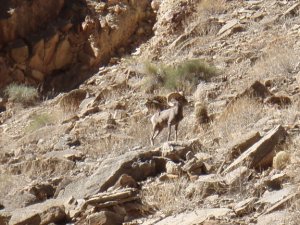 Bighorn sheep in Mohawk canyon