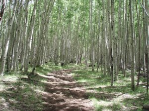 Escudilla mountain aspen