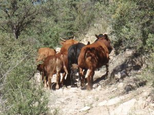 Scaring cattle on the Hyde mountain trail