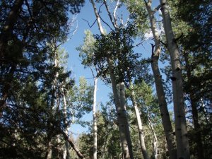 Dry lakes trail trees