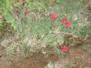 flowers in fern glen canyon