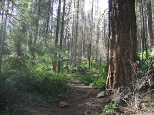 Hiking through the forest to the Canyon point sink hole