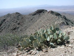 Wasson peak