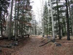 Aspen in Lockett&#039;s meadow