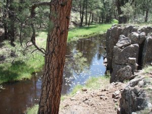 Sycamore rim loop